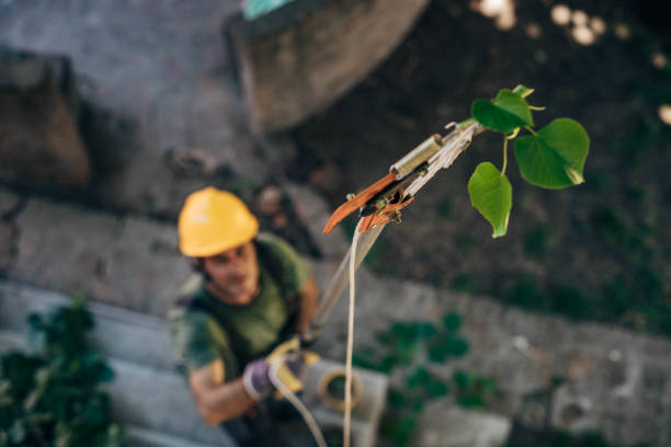 How Our Tree Care Process Works  in  Delmar, MD