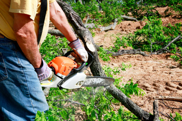 Best Tree Preservation Services  in Delmar, MD